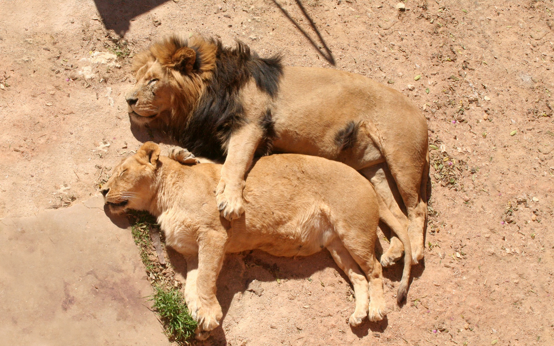 lion, Family, Sleeping Wallpaper