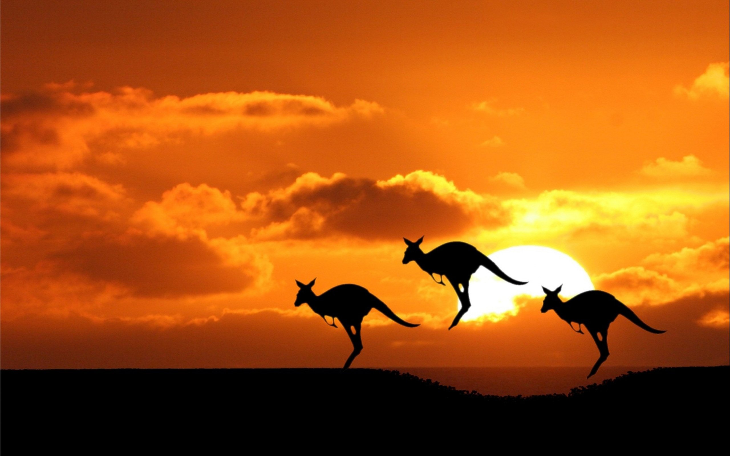 kangaroo, Marsupial Wallpaper