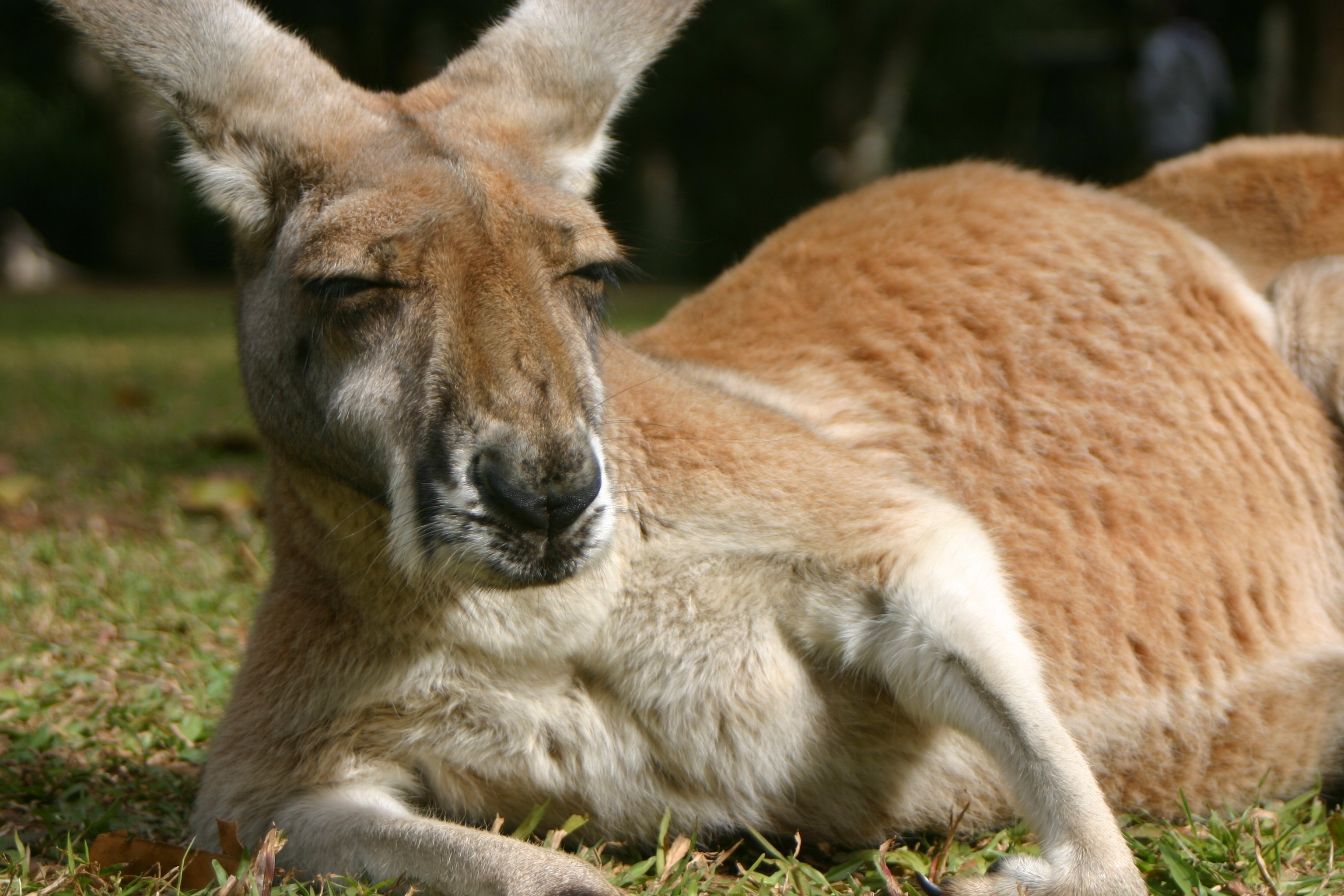 kangaroo, Marsupial Wallpaper