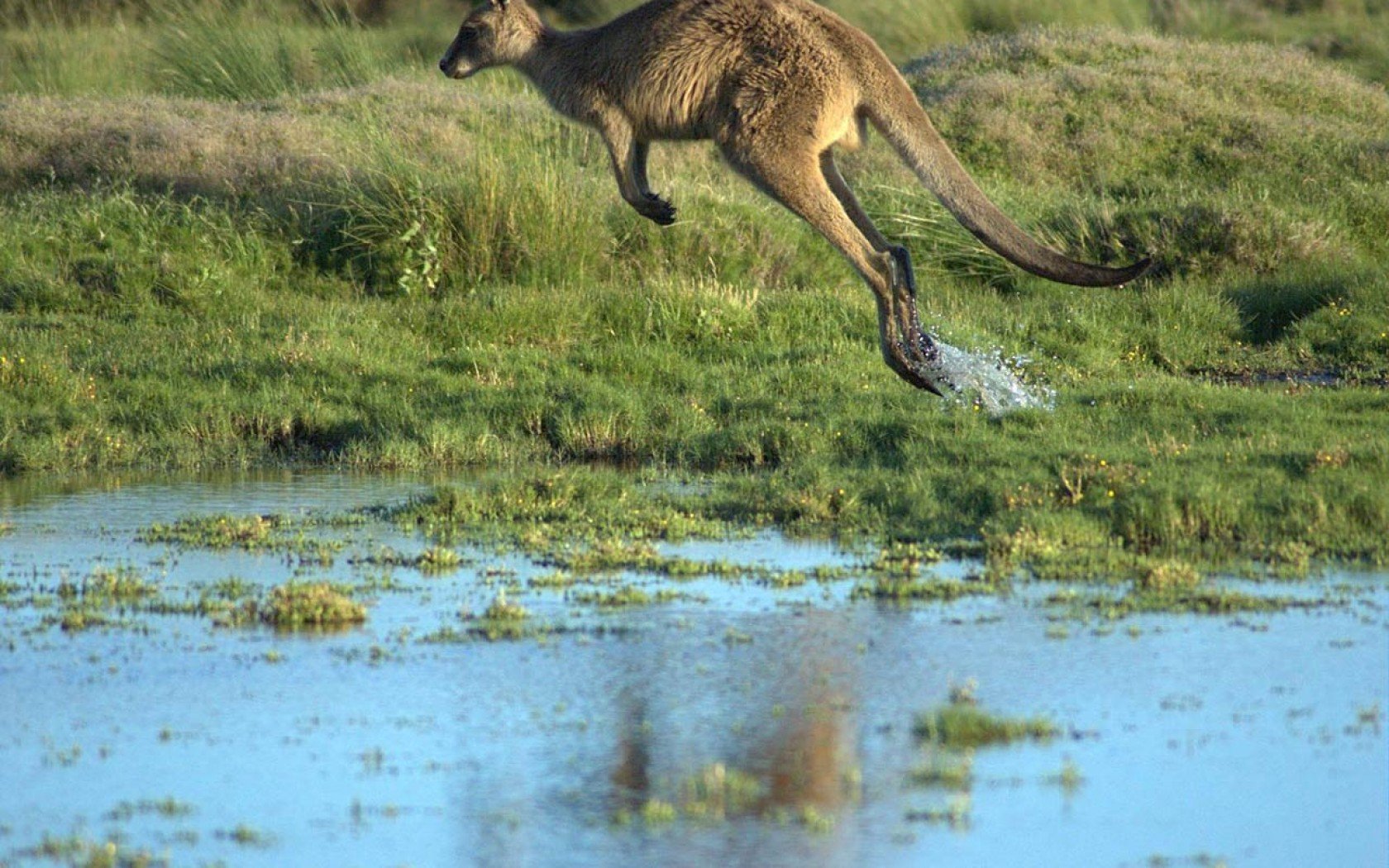 kangaroo, Marsupial Wallpaper