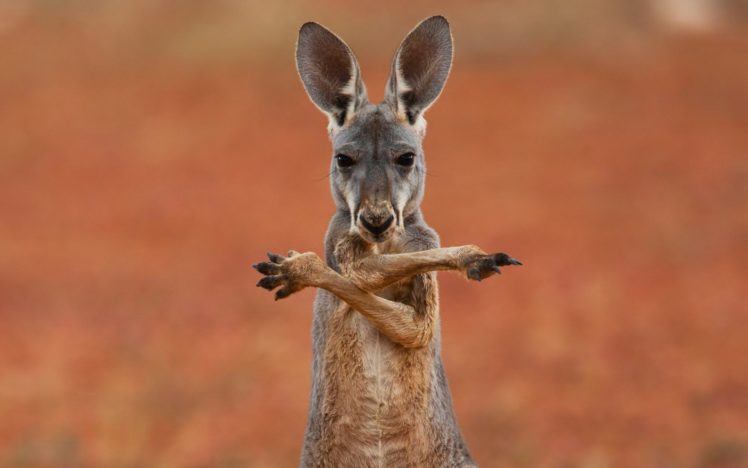 kangaroo, Marsupial HD Wallpaper Desktop Background
