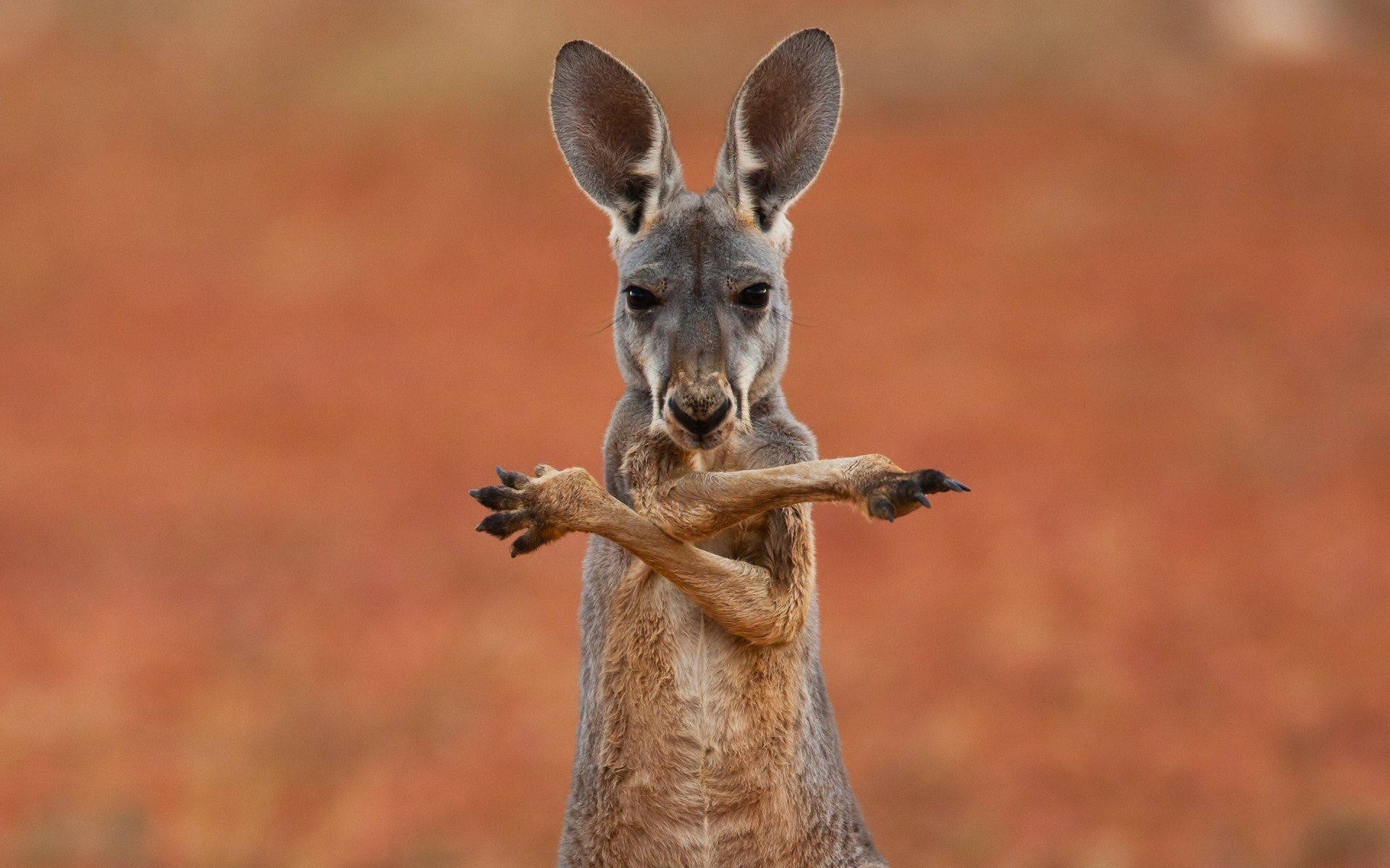 kangaroo, Marsupial Wallpaper