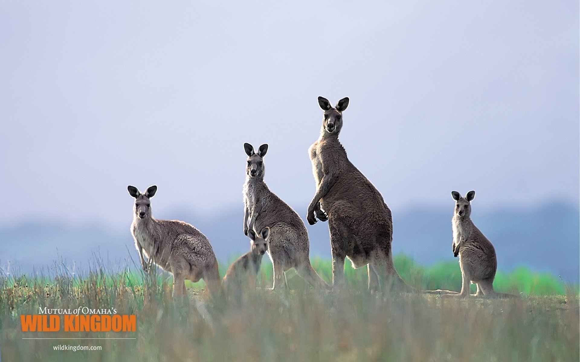 kangaroo, Marsupial Wallpaper