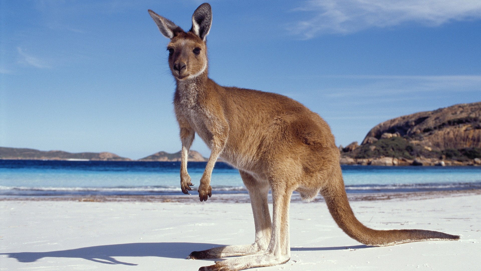 kangaroo, Marsupial Wallpaper