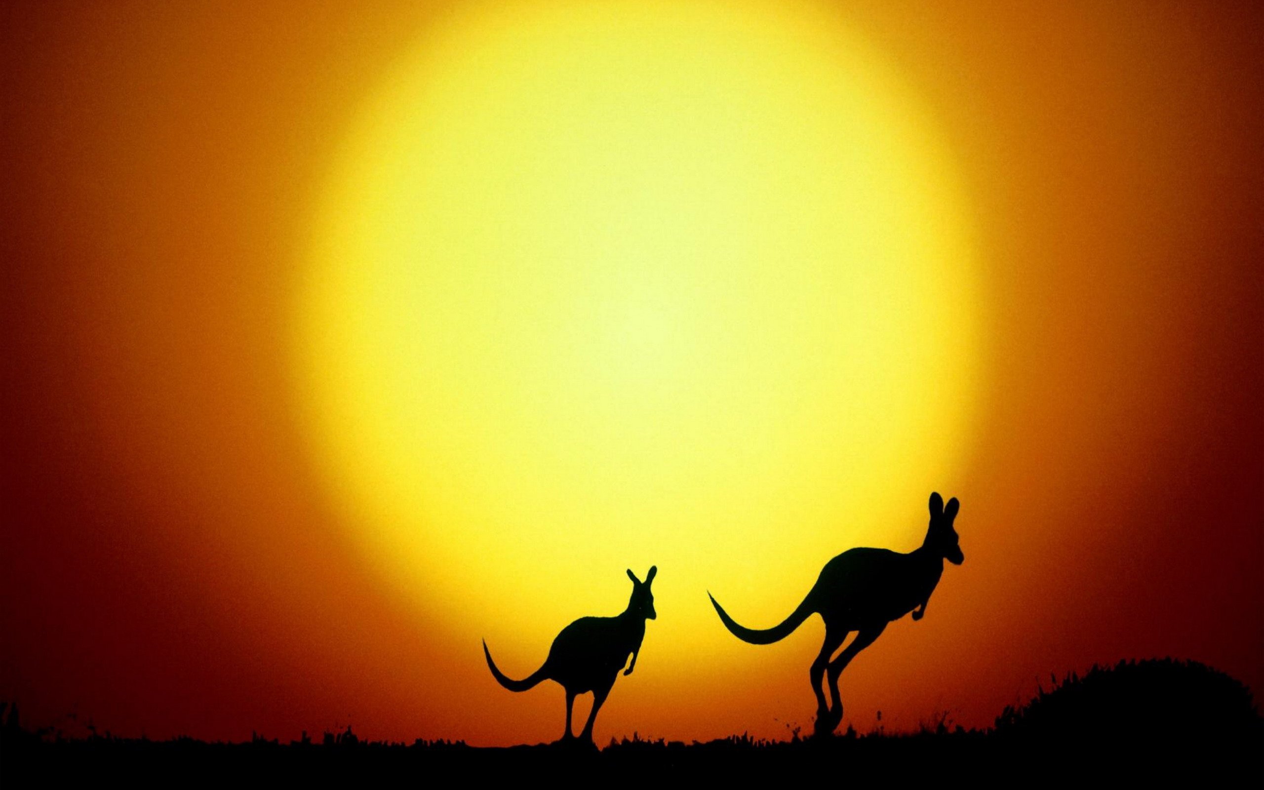 kangaroo, Marsupial Wallpaper