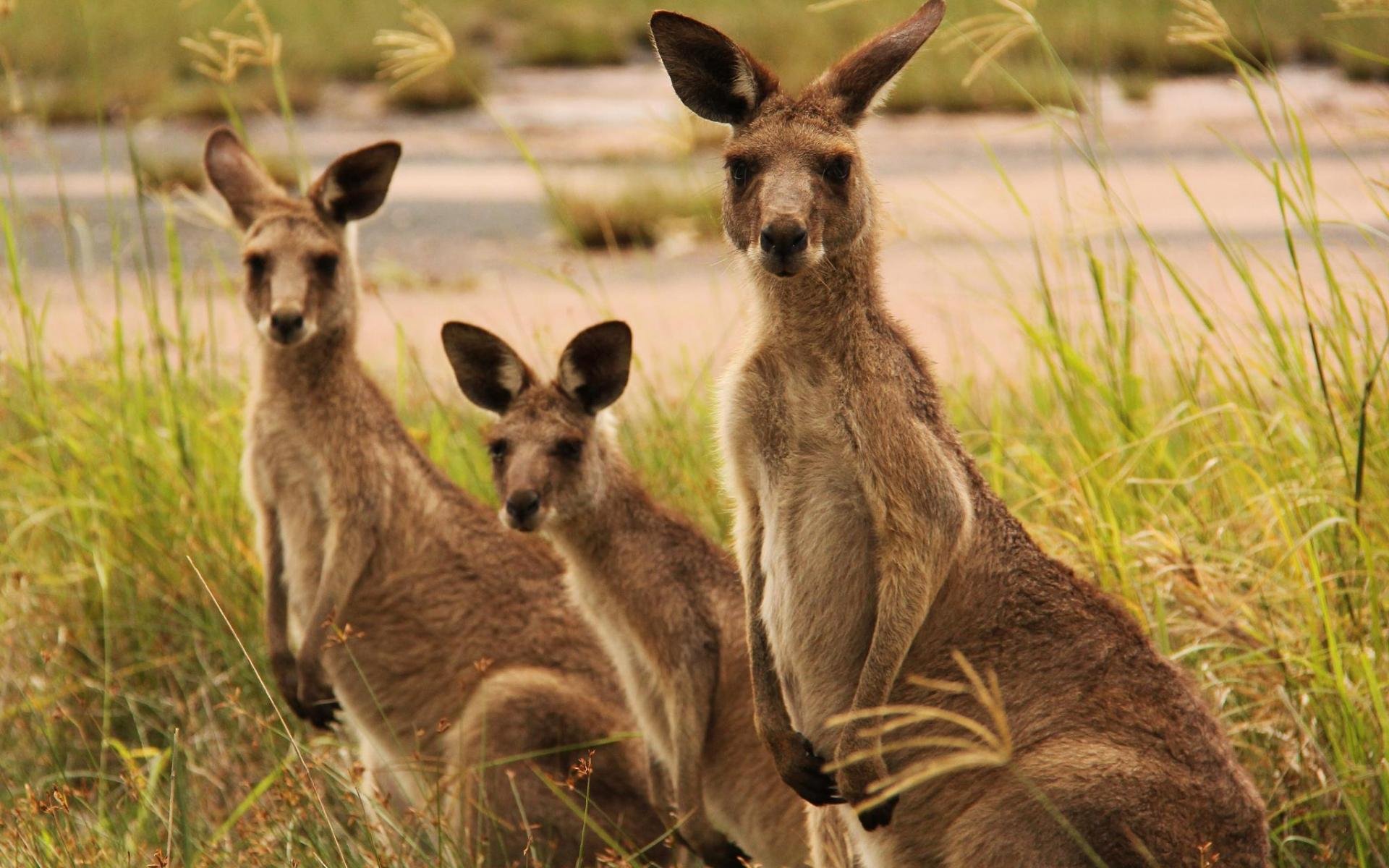 kangaroo, Marsupial Wallpapers HD / Desktop and Mobile ...