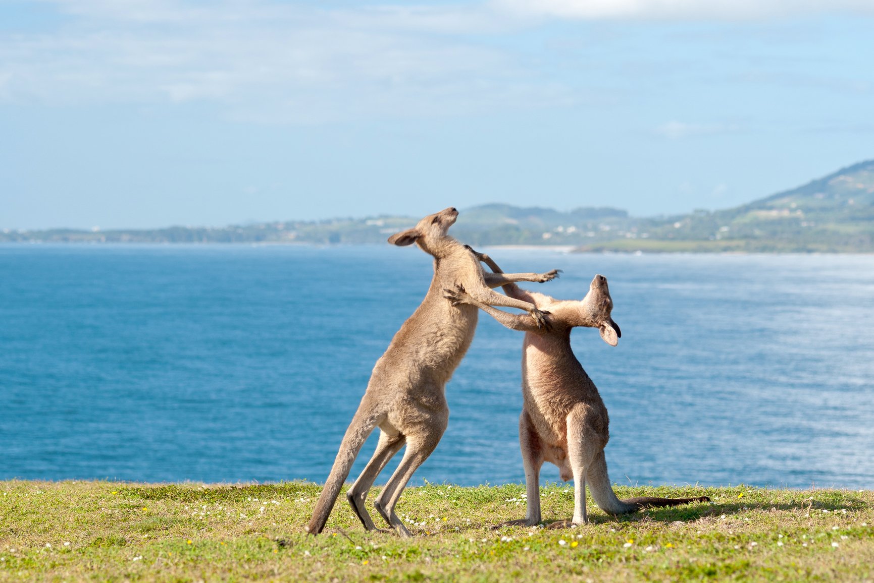 kangaroo, Marsupial Wallpaper