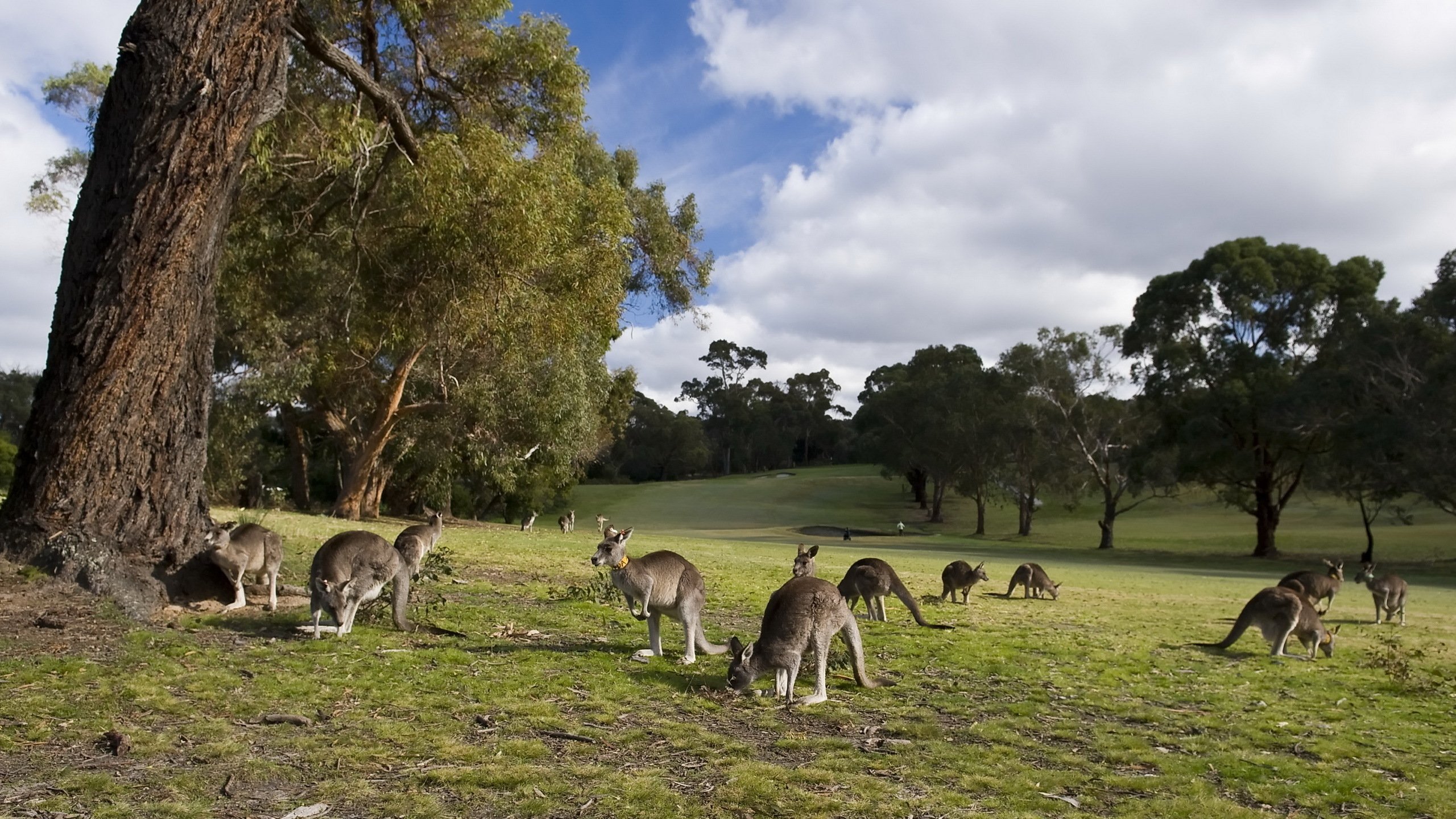 kangaroo, Marsupial Wallpaper