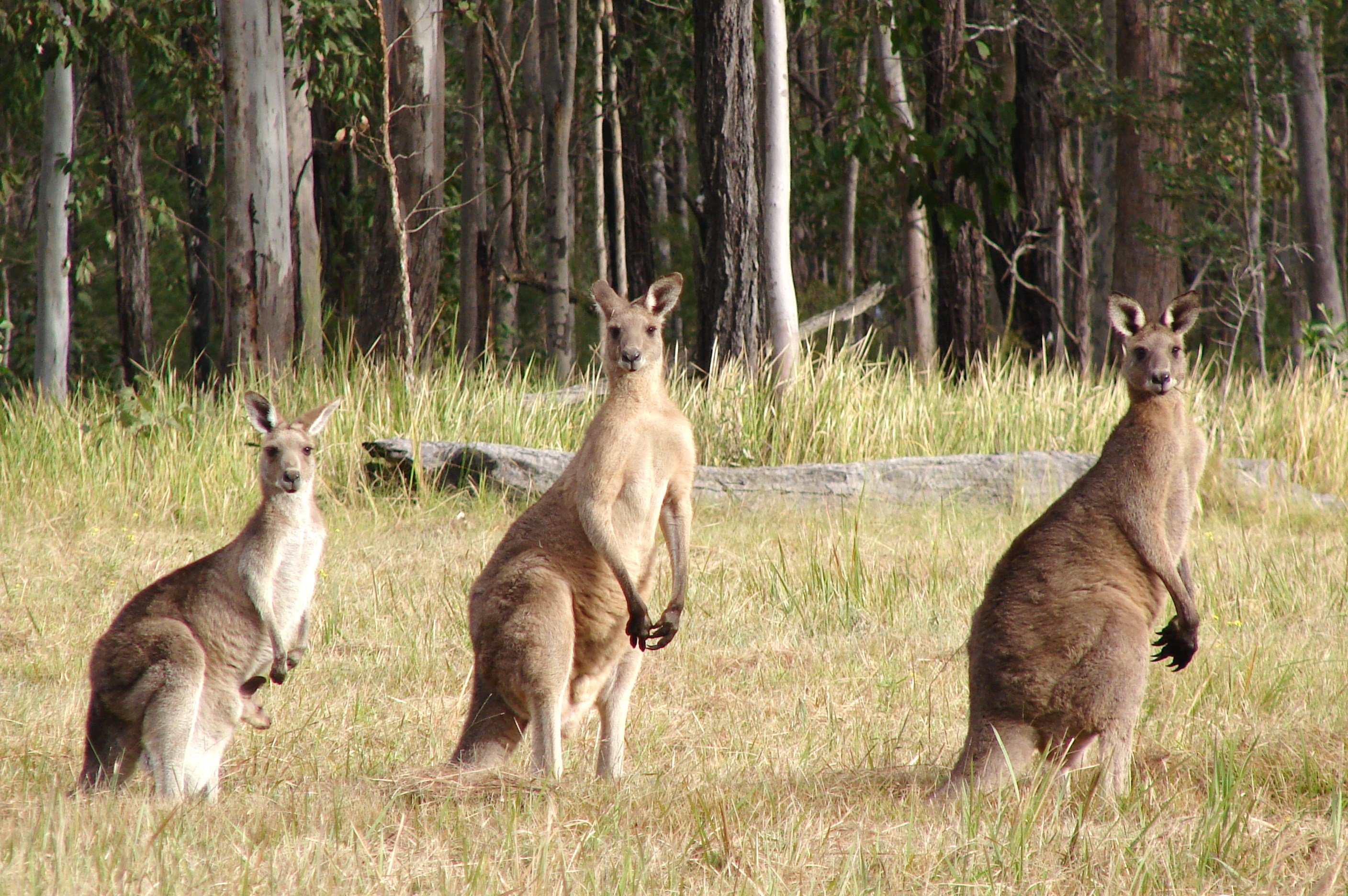 kangaroo, Marsupial Wallpaper
