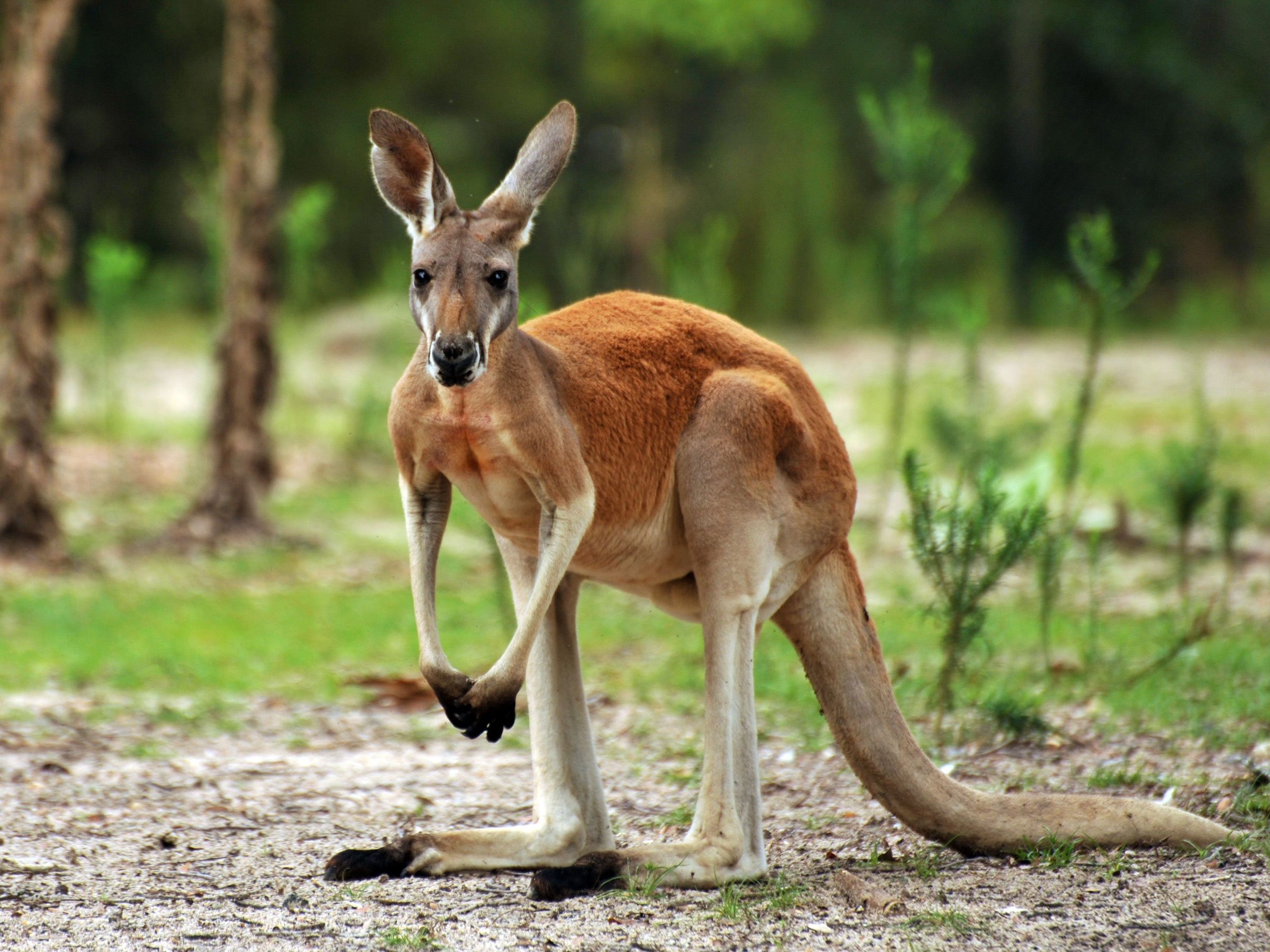 Кенгуру Животное Австралии