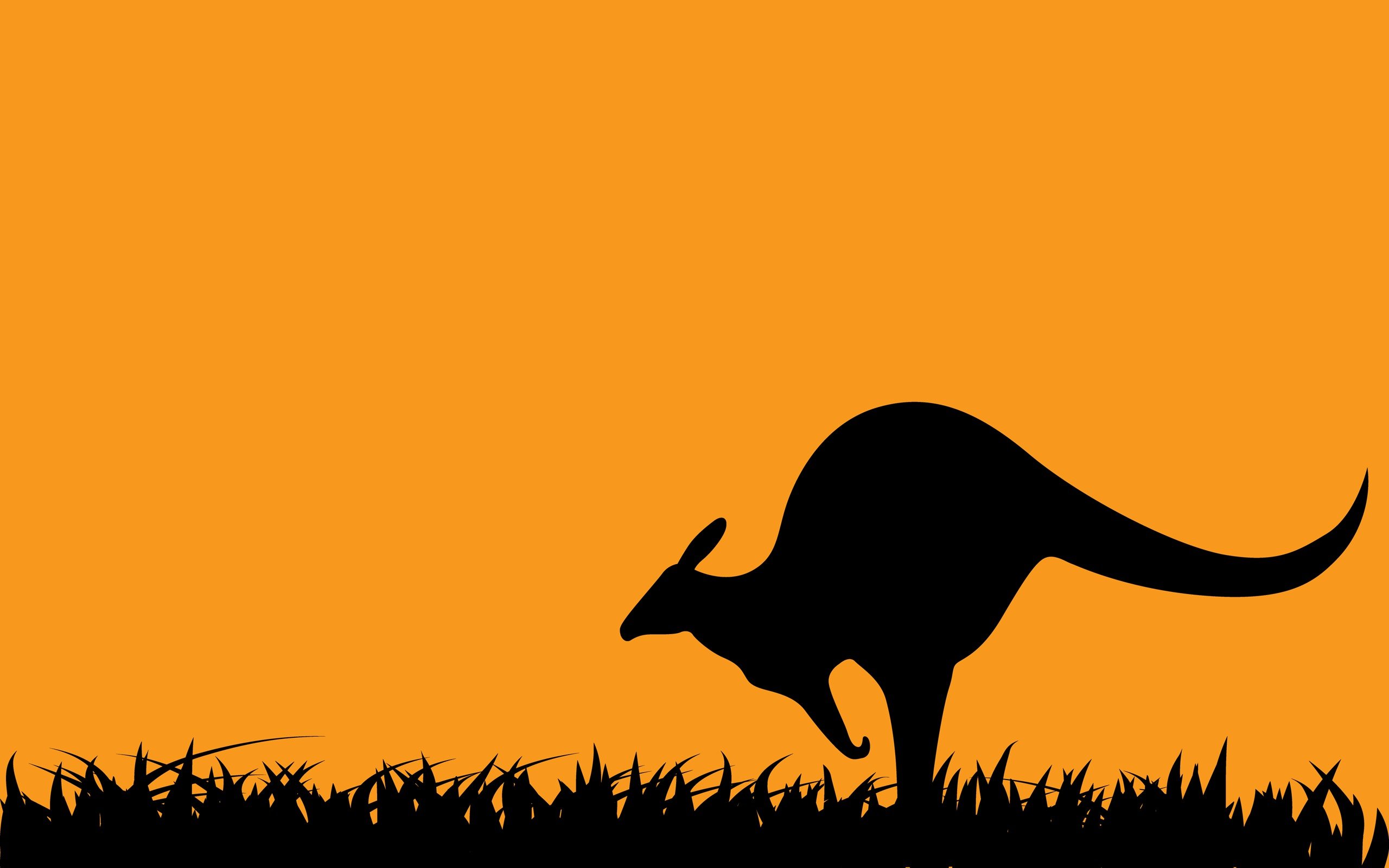 kangaroo, Marsupial Wallpaper