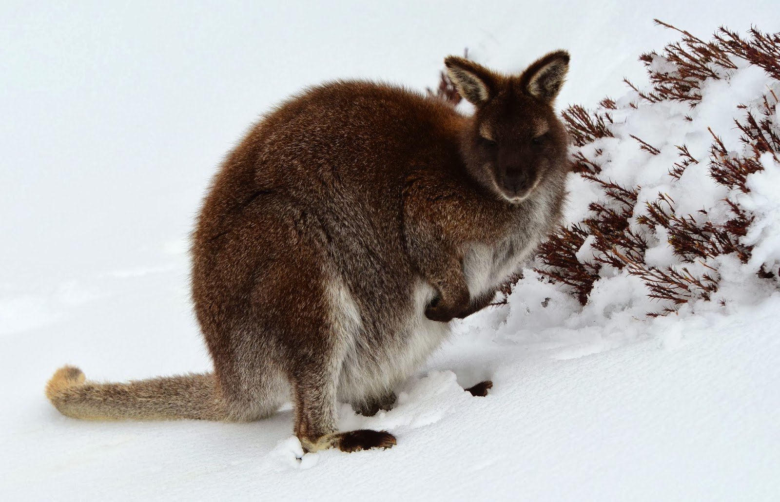 kangaroo, Marsupial Wallpaper