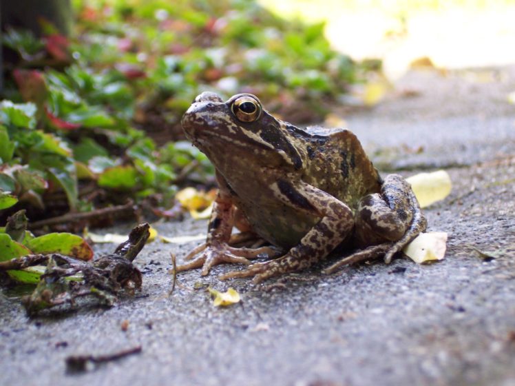 toad, Frog, Animal, Reptile HD Wallpaper Desktop Background