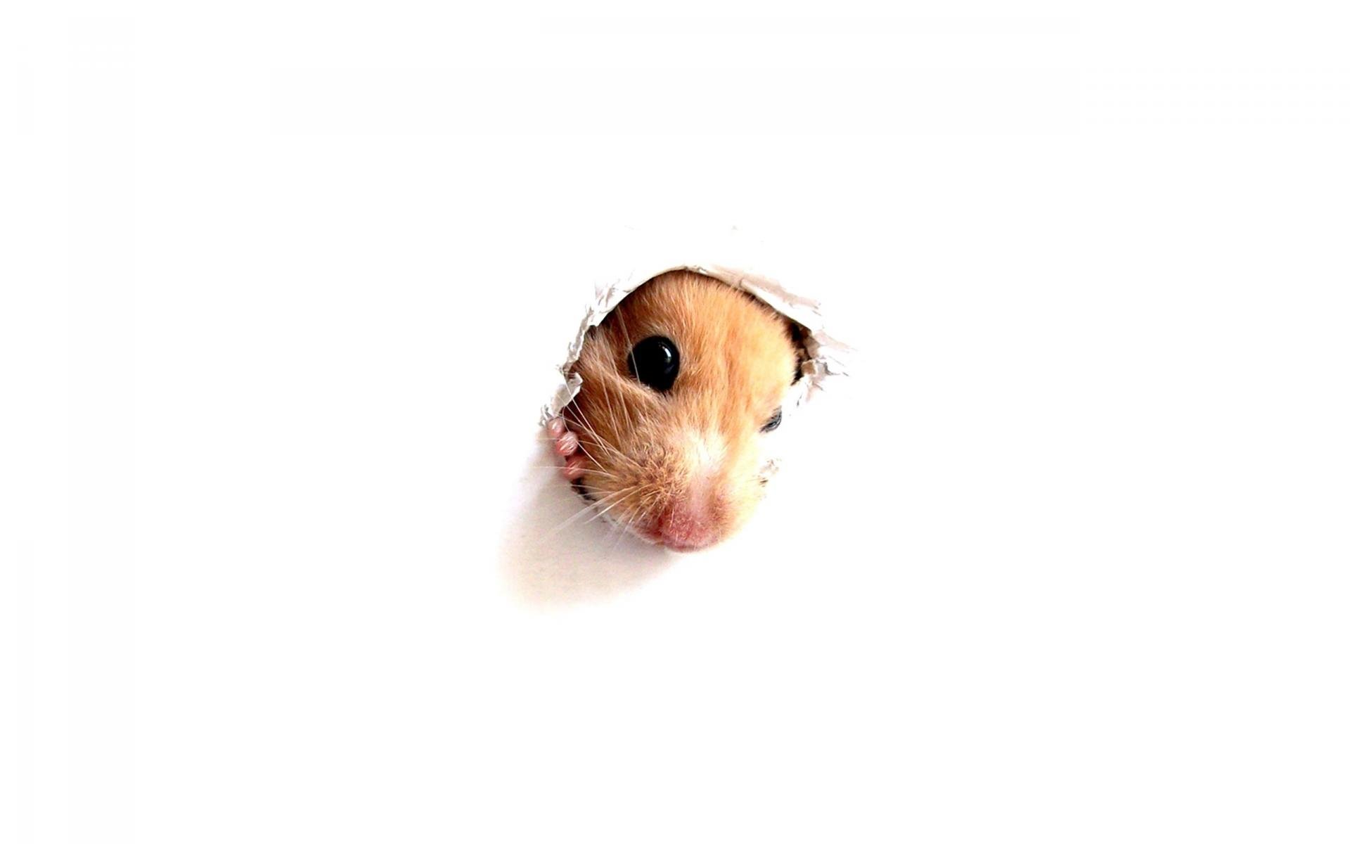 hamster, Rodent, Pet, Cricetinae Wallpaper
