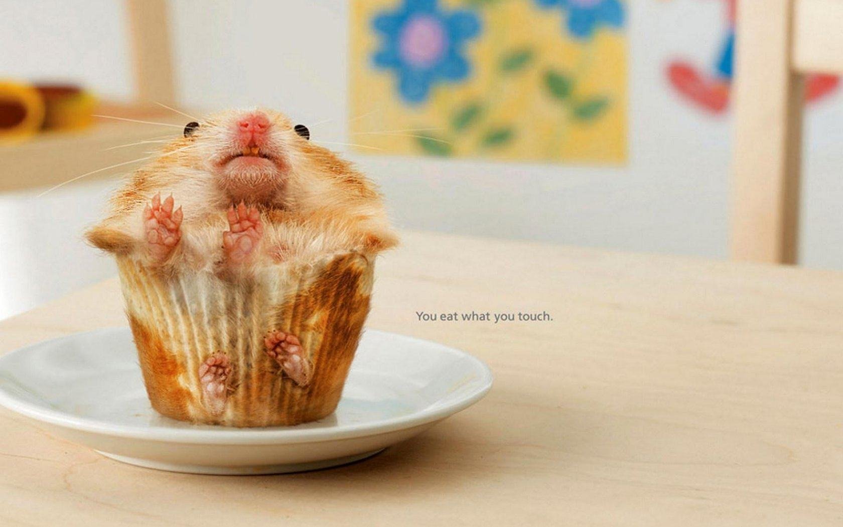 hamster, Rodent, Pet, Cricetinae Wallpaper