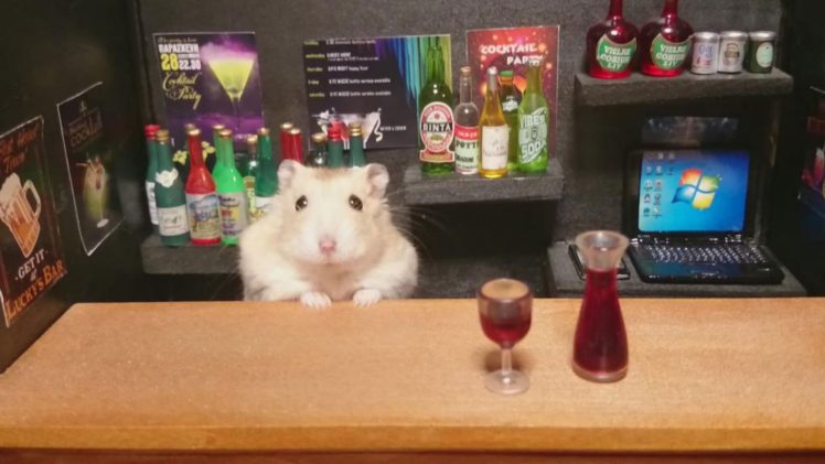 hamster, Rodent, Pet, Cricetinae HD Wallpaper Desktop Background
