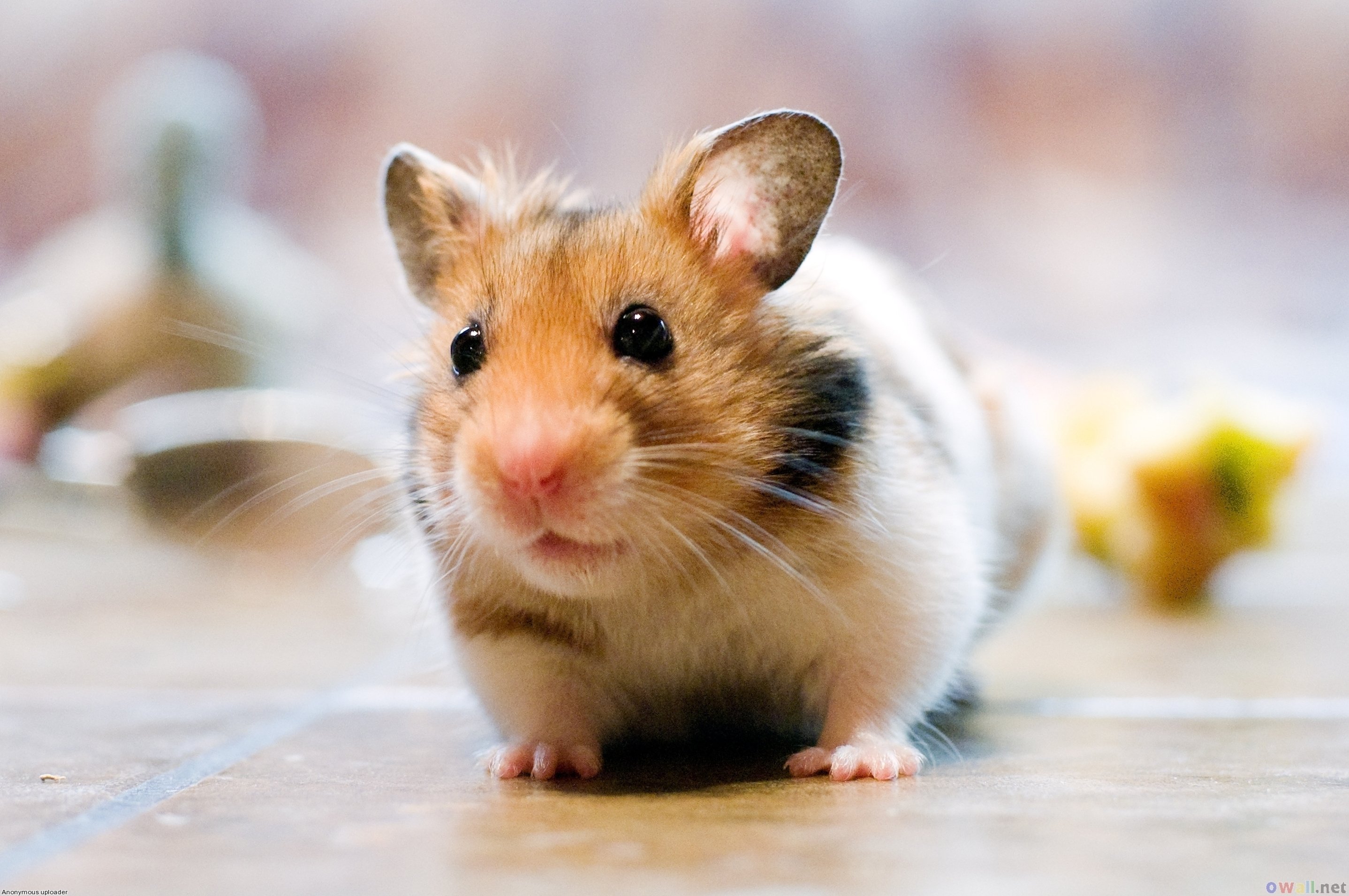 hamster, Rodent, Pet, Cricetinae Wallpaper