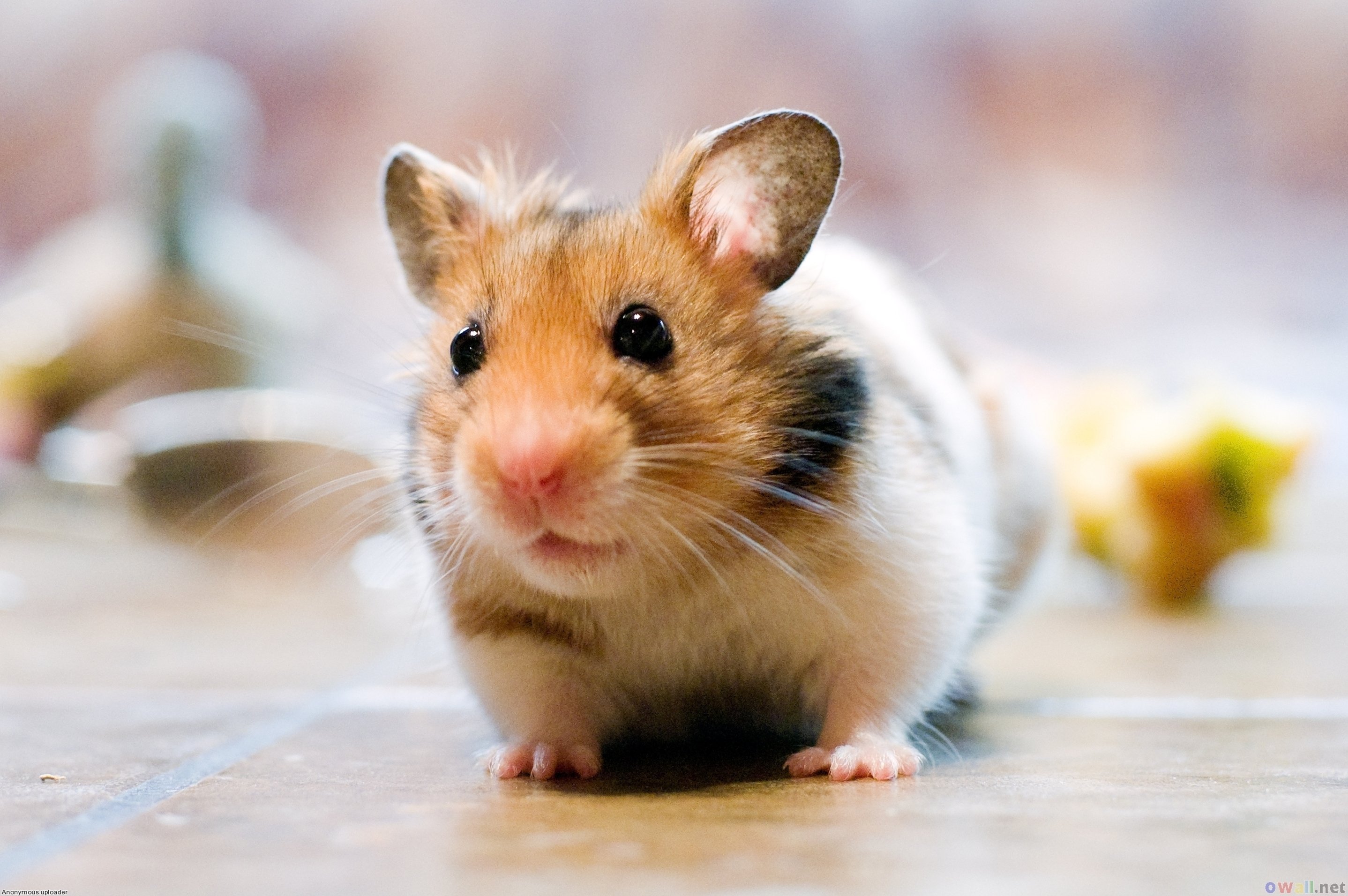 hamster video free download