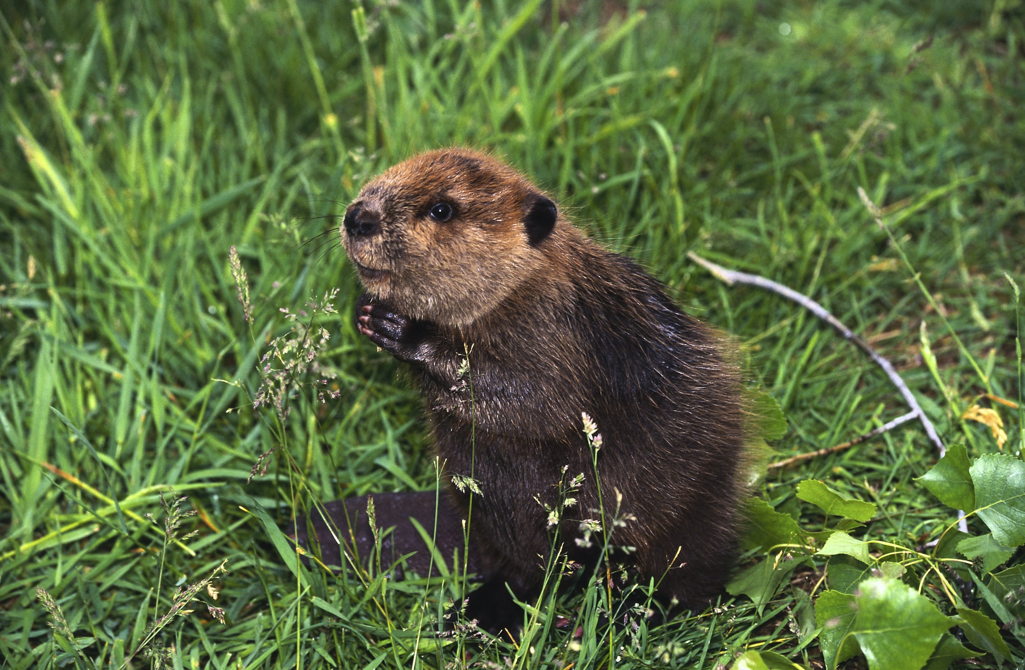 beaver, Rodent, Castor Wallpaper