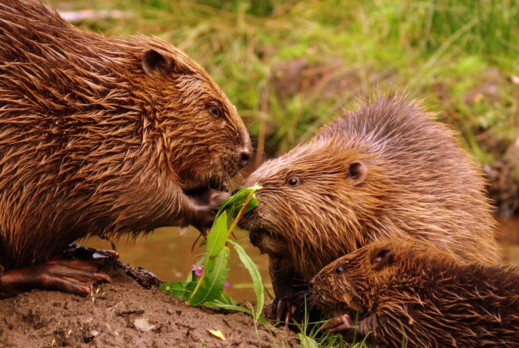 beaver, Rodent, Castor HD Wallpaper Desktop Background