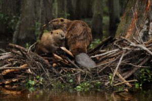 beaver, Rodent, Castor