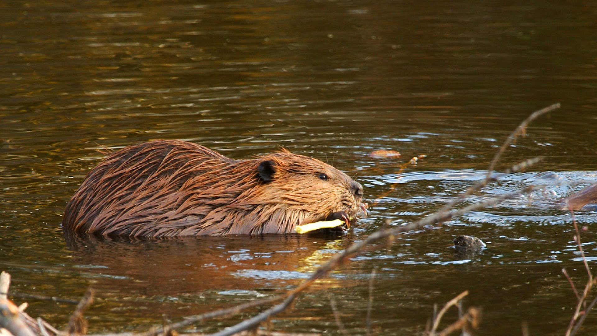 beaver, Rodent, Castor Wallpaper