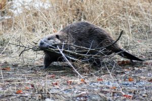 beaver, Rodent, Castor