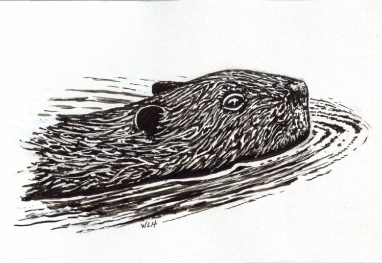 beaver, Rodent, Castor HD Wallpaper Desktop Background