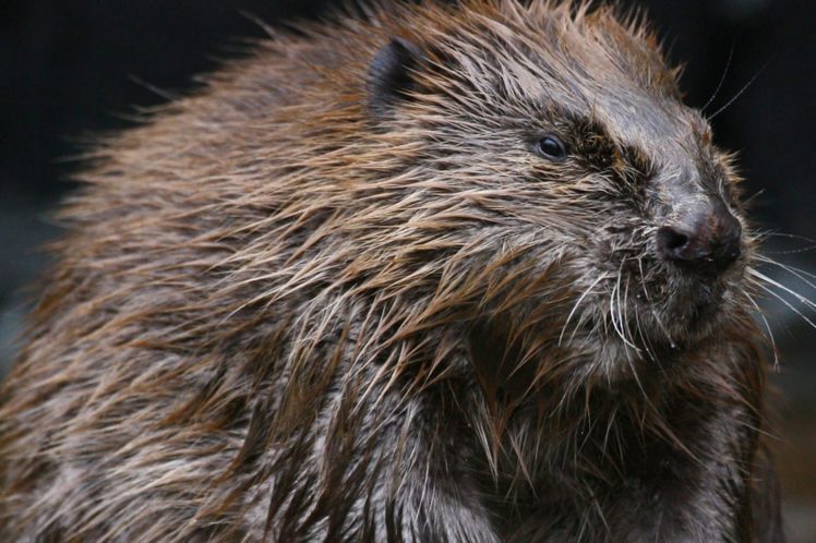 beaver, Rodent, Castor HD Wallpaper Desktop Background