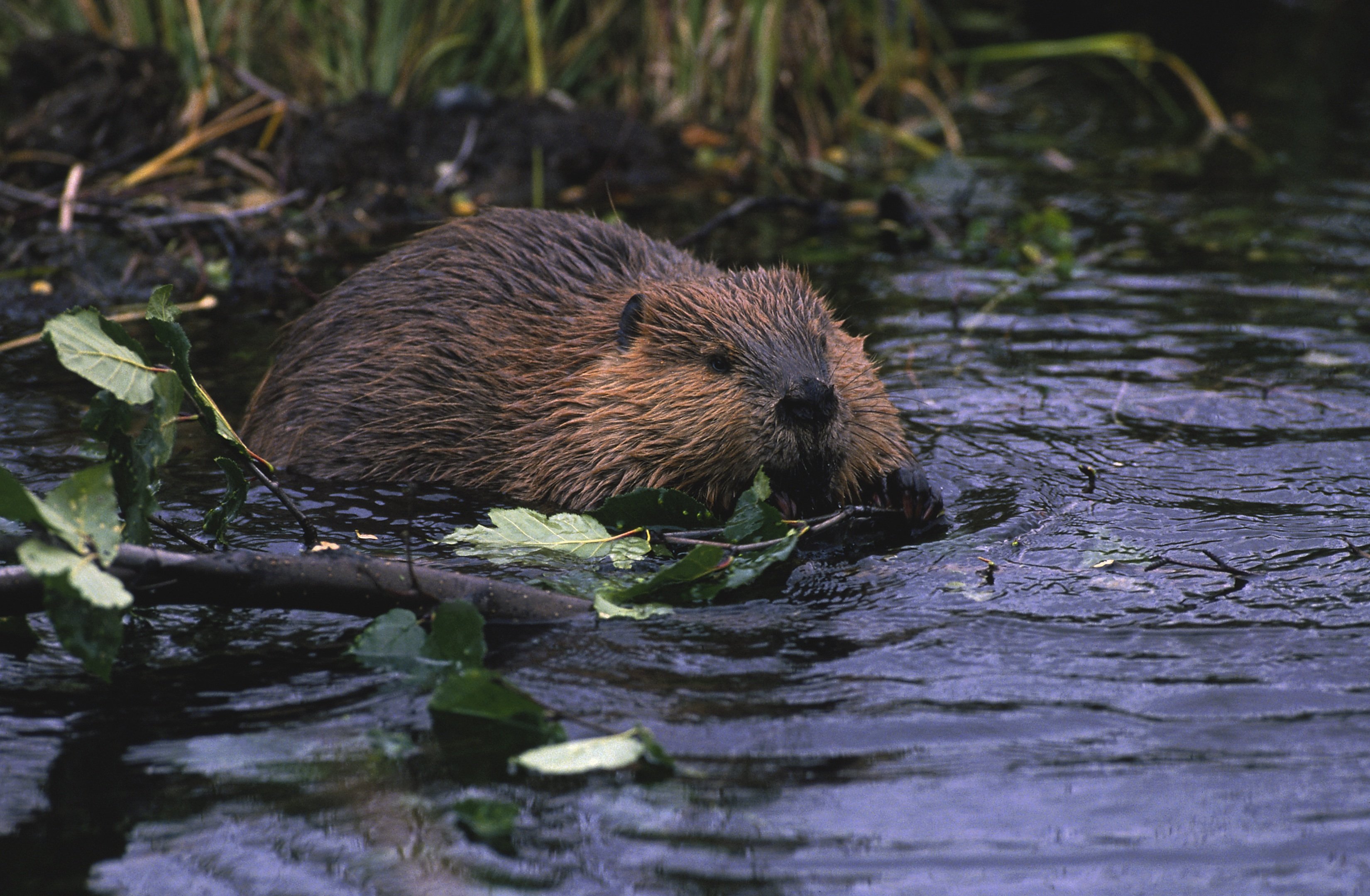 beaver, Rodent, Castor Wallpapers HD / Desktop and Mobile Backgrounds