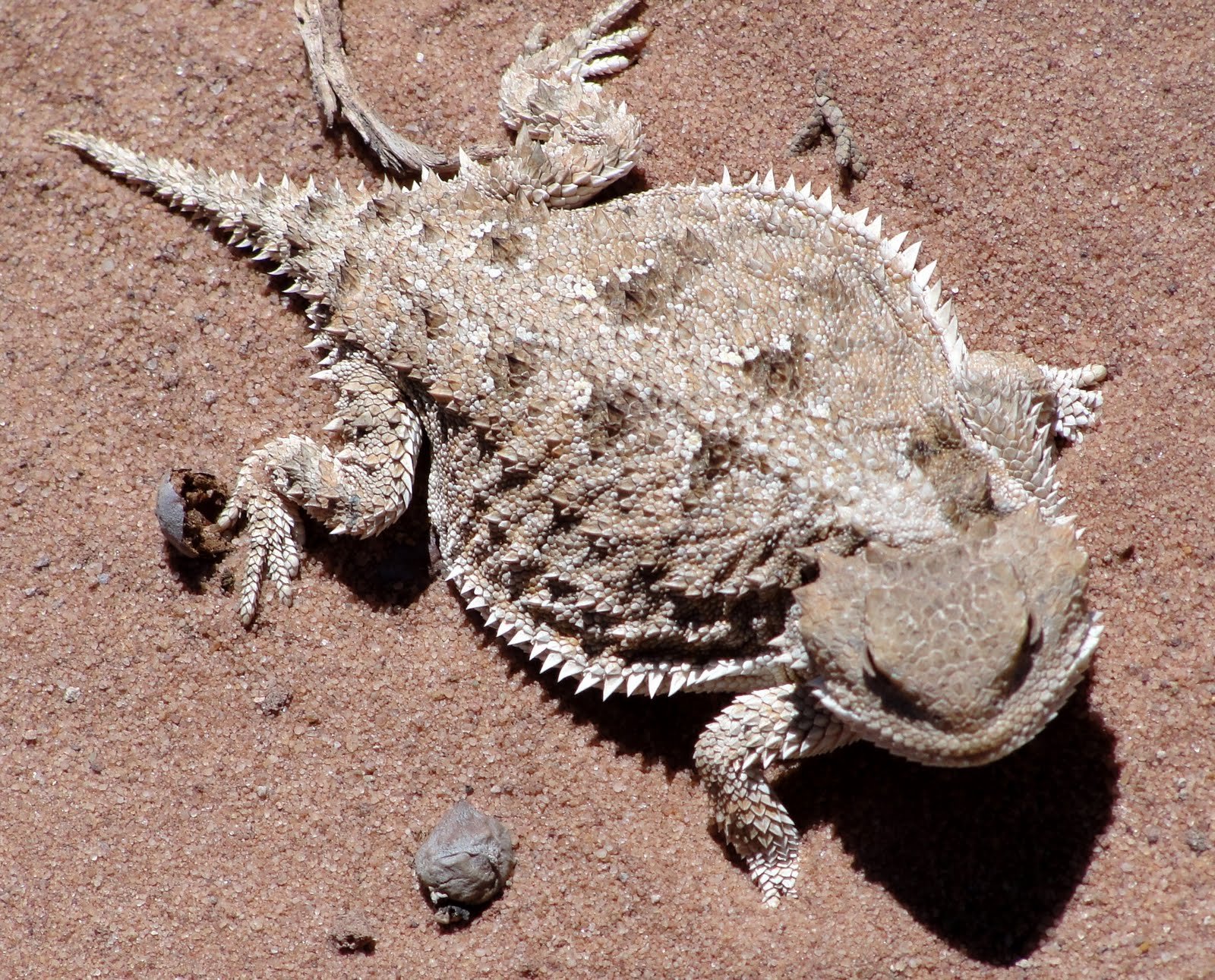 horned-lizard-toad-lizards