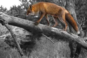 foxes, Fox, Selective, Coloring, Trees
