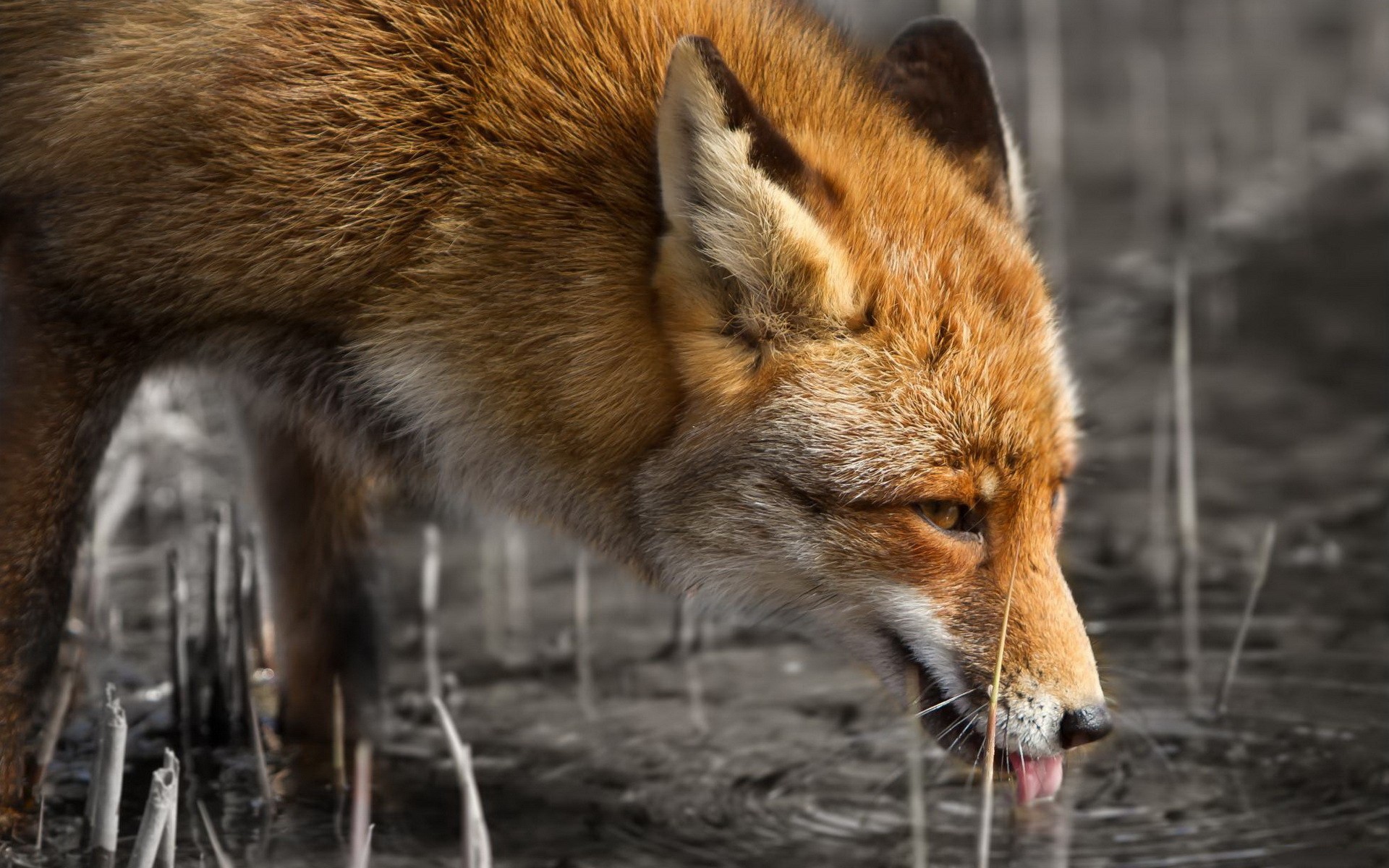 selective, Coloring, Fox, Foxes, Face Wallpapers HD / Desktop and