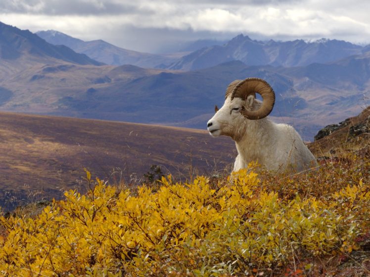 mountain, Goat HD Wallpaper Desktop Background