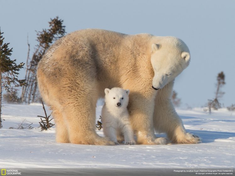 animal,  , Polar, Bear, Snow, Baby, Bear, Nature, White, Cute HD Wallpaper Desktop Background