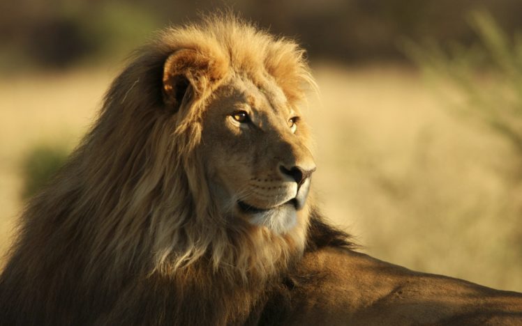 lion, Sunlight, Animal, Big HD Wallpaper Desktop Background