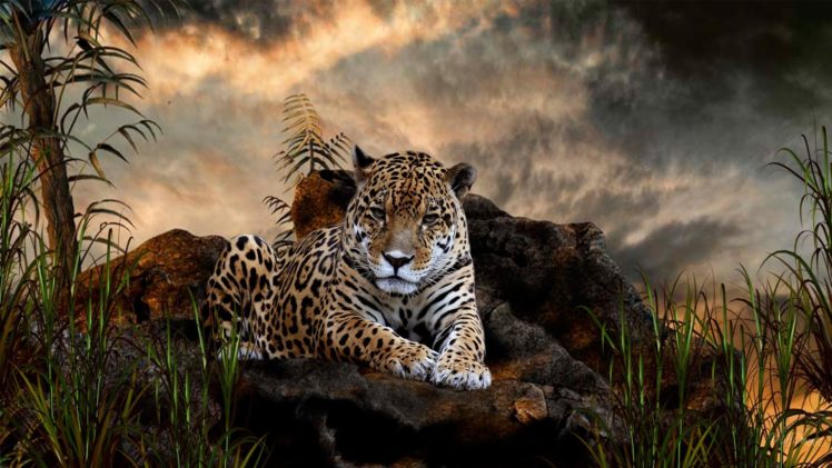 leopard HD Wallpaper Desktop Background
