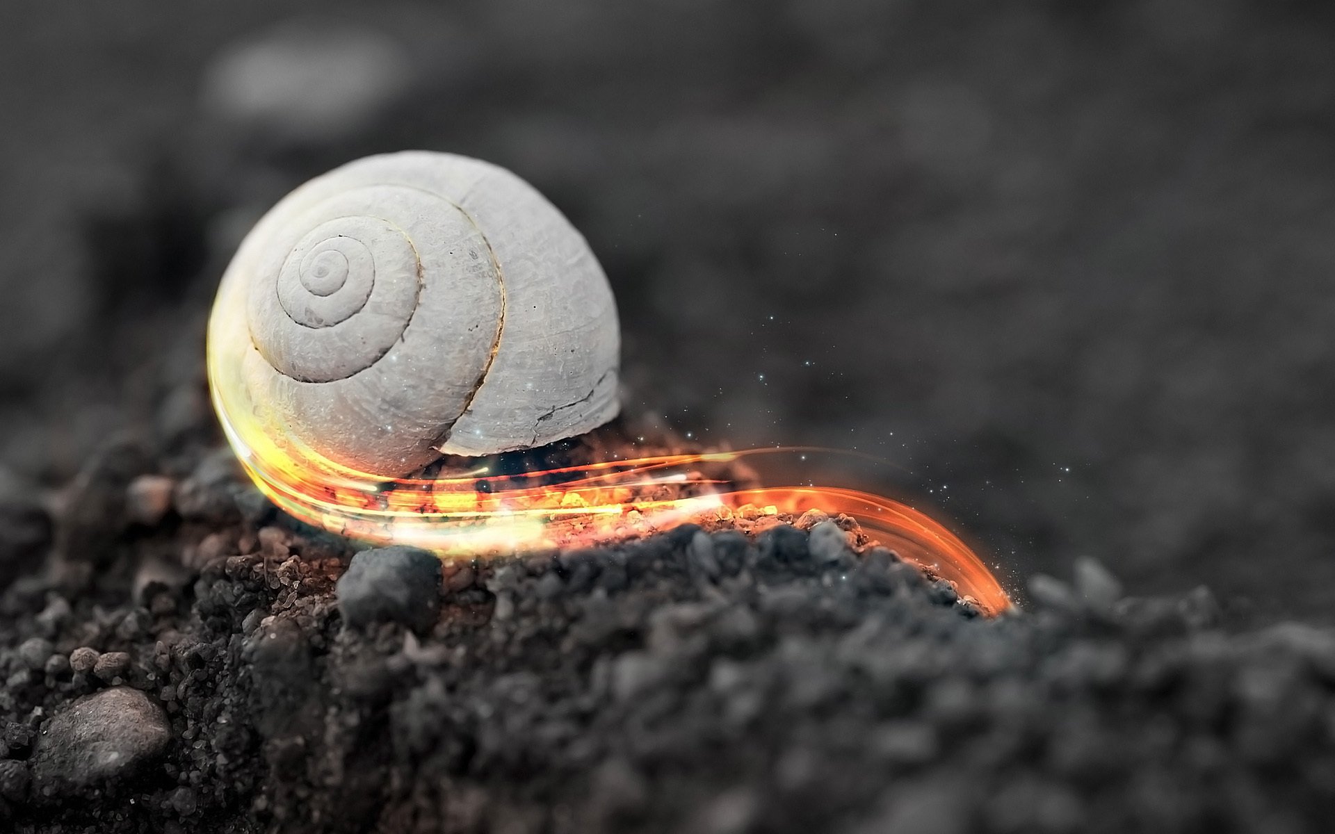 macro, Shell, Animal Wallpaper