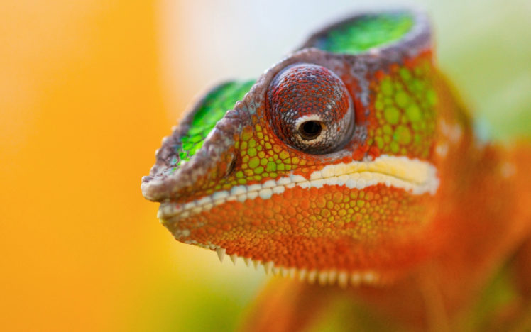 colorful, Chameleon HD Wallpaper Desktop Background