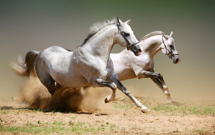 white, Horses Wallpapers HD / Desktop and Mobile Backgrounds