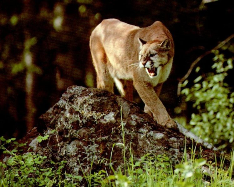 animals, Puma HD Wallpaper Desktop Background