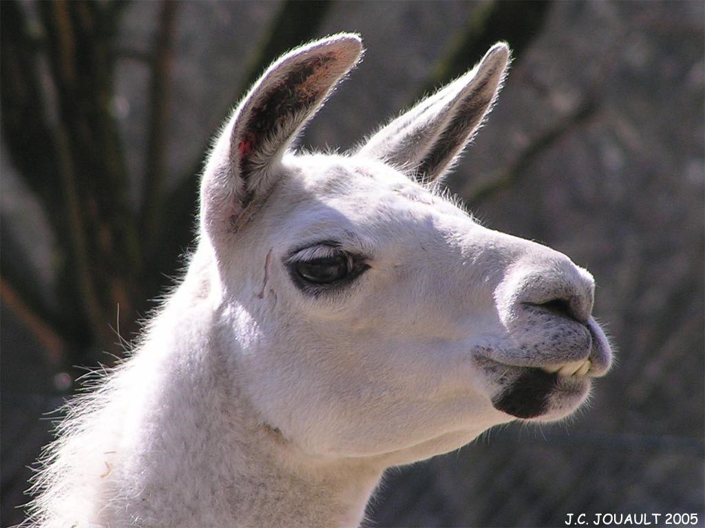 animals, Llama Wallpaper