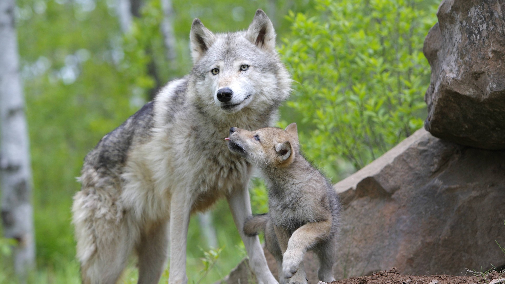 animals, Minnesota, Cubs, Wolves, Drops Wallpaper