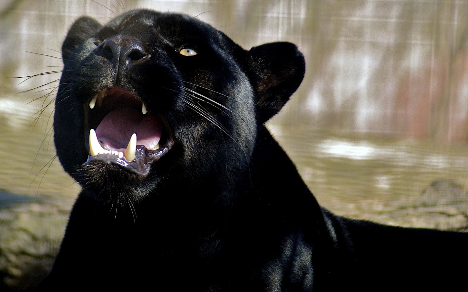 animals, Panthers Wallpaper
