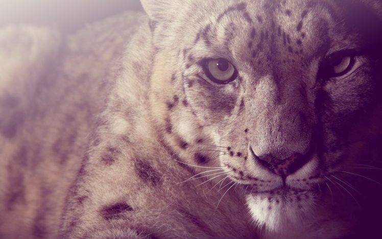 animals, Cheetahs HD Wallpaper Desktop Background