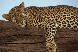 animals, Sleeping, Leopards