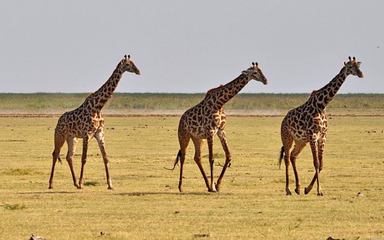 animals, Giraffes HD Wallpaper Desktop Background