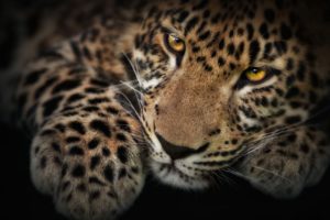 eyes, Leopards