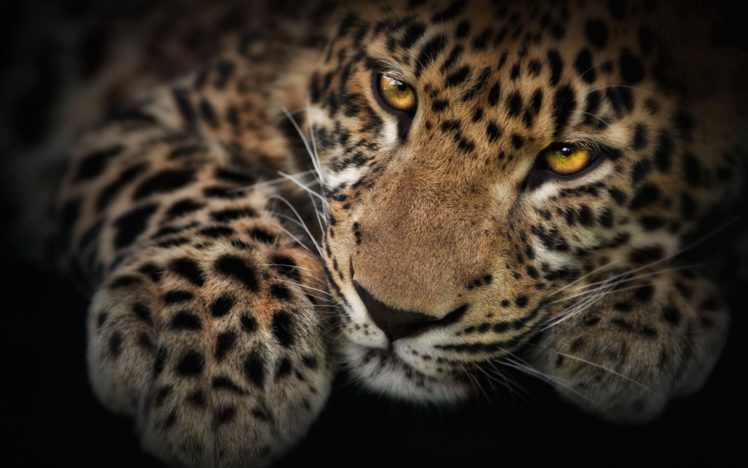 eyes, Leopards HD Wallpaper Desktop Background
