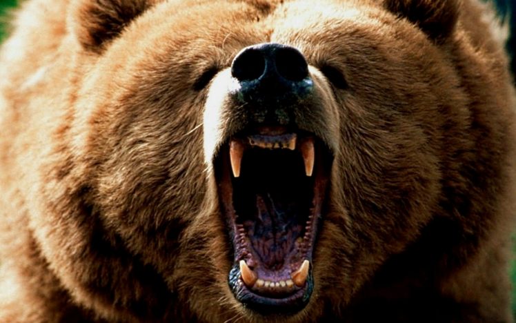 animals, Wildlife, Brown, Teeth, Angry, Bears HD Wallpaper Desktop Background